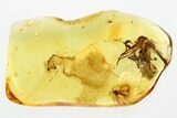 Rare Soldier Beetle (Cacomorphocerus) & Fungus Gnat in Baltic Amber #346590-1